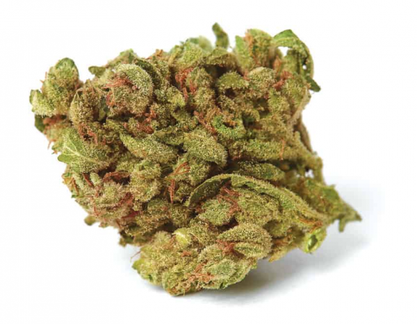 Blueberry Berry - Photoperiod Flower Feminized - Image 2
